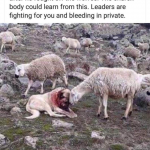 Sheep comforting Dog who fought to protect the flock