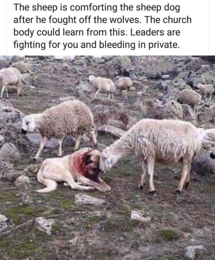 Sheep comforting Dog who fought to protect the flock